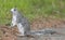 Endangered Delmarva Peninsula Squirrel