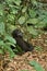 Endangered eastern gorilla in the beauty of african jungle