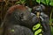 Endangered eastern gorilla in the beauty of african jungle