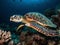 The Endangered Elegance of the Hawksbill Sea Turtle