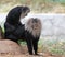 Endangered, endemic indian ape lion-tailed macaque