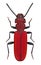 Endangered European beetle Cucujus haematodes
