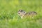 Endangered european ground squirrel lying on green field hiding.