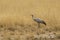 Endangered Female Blue Crane