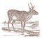 Endangered female boreal woodland caribou or reindeer rangifer tarandus caribou in side view, standing in a landscape