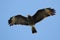 Endangered Female Snail Kite