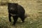 An endangered female Tasmanian devil stalking through bushland
