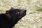 An endangered femaleAustralian marsupial Tasmanian Devil sniffs the air as it looks for food