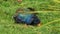 Endangered flightless new zealand takahe feeding on grass