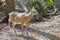 Endangered Florida Key Deer