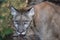 Endangered Florida Panther