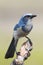 Endangered Florida Scrub-Jay