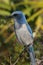 Endangered Florida Scrub-Jay (Aphelocoma coerulescens)