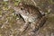 Endangered Giant Barred Frog