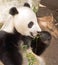 Endangered Giant Panda Eating Bamboo Stalk