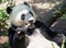 Endangered Giant Panda Eating Bamboo Stalk