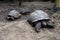 Endangered Giant seychelles turtle Aldabrachelys gigantea
