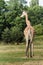 Endangered giraffe subspecies Rothschild\'s giraffe is walking at green bushes background in Warsaw zoo