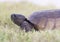 Endangered Gopher Tortoise