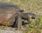 Endangered Gopher Tortoise Foraging on Plants - Florida