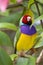 Endangered Gouldian Finch with red head