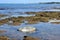 An endangered green sea turtle at low tide at Kaloko-Honokohau National Historical Park in Hawaii