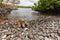 Endangered Green Sea Turtle Resting on Maui Beach