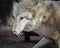 Endangered Grey wolf licking chops