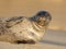 Endangered Harbor Seal