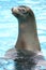 Endangered Hawaiian Monk Seal at Attention