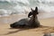 Endangered Hawaiian Monk Seal Lifts Its Flippers off the Sand at Poipu Beach in Kauai