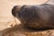 Endangered Hawaiian Monk Seal Lifts Its Head off the Sand at Poipu Beach in Kauai