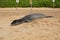 Endangered Hawaiian Monk Seal rests on Poipu Beach in Kauai behind a sign and rope to keep people at a distance.