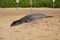 Endangered Hawaiian Monk Seal rests on Poipu Beach in Kauai behind a sign and rope to keep people at a distance.