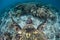 Endangered Hawksbill Sea Turtle Swimming in Indonesia