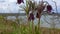 Endangered herbaceous plant, Eastern pasqueflower, cutleaf anemone Pulsatilla patens, Red Book of Ukraine