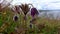 Endangered herbaceous plant, Eastern pasqueflower, cutleaf anemone Pulsatilla patens, Red Book of Ukraine