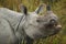 Endangered indian rhinoceros in the nature habitat