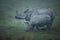 Endangered indian rhinoceros in the nature habitat