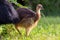 Endangered juvenile Southern Cassowary (Casuarius casuarius johnsonii