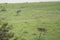 Endangered Lesser Florican and its grassland habitat