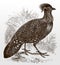 Endangered male western horned tragopan melanocephalus in side view walking in a grassland