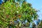 Endangered monarch butterflies covering a green leafy tree