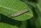 An Endangered Monarch Butterfly Caterpillar