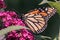 An endangered Monarch Butterfly (Danaus plexippus) feeding on pink flowers.