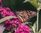 An endangered Monarch Butterfly (Danaus plexippus) feeding on pink Miss Molly butterfly bush flowers.