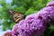 Endangered Monarch Butterfly feeding on a butterfly bush.