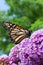 Endangered Monarch Butterfly feeding on a butterfly bush.