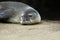 Endangered Monk Seal