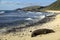 Endangered Monk Seal, Oahu Hawaii